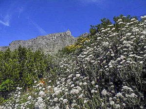 Table mountain