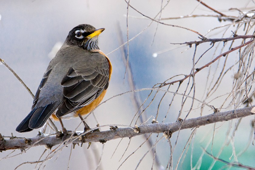 _DSC0110Chalet_Paul-Modifier