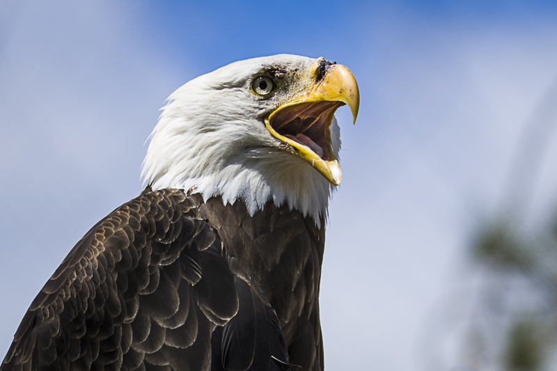 Pygargue à tête blanche