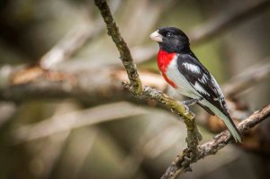 Cardinal à poitrine rose