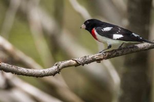 Cardinal à poitrine rose
