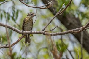 Cardinal à poitrine rose