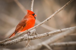 Ile Saint-Bernard -février 2017