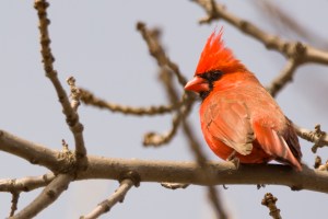 Cardinal