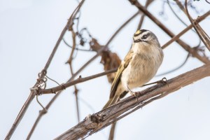Roitelet à couronne dorée