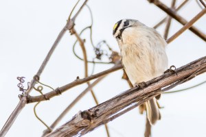 Roitelet à couronne dorée