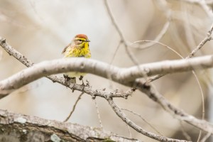 Paruline à couronne rousse