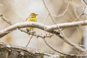 Paruline à couronne rousse