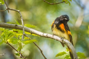 Paruline flamboyante