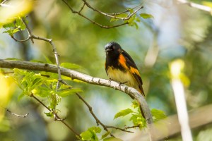 Paruline flamboyante