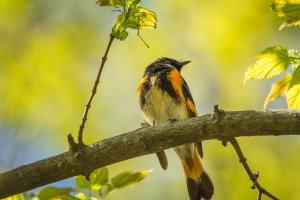 Paruline flamboyante