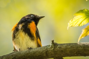 Paruline flamboyante
