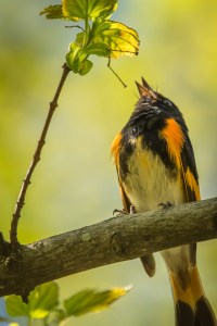 Paruline flamboyante