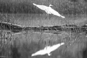 Grande aigrette