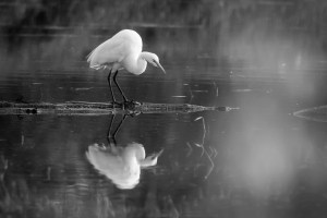 Grande aigrette