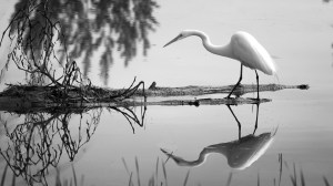 Grande aigrette