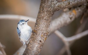 Sitelle à poitrine blanche