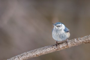 Sitelle à poitrine blanche