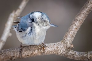 Sitelle à poitrine blanche
