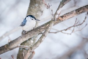 Sitelle à poitrine blanche