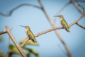 Colibri à gorge rubis