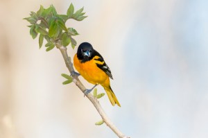 Oriole de Baltimore