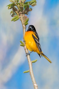 Oriole de Baltimore