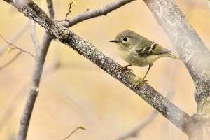 Roîtelet à couronne rubis