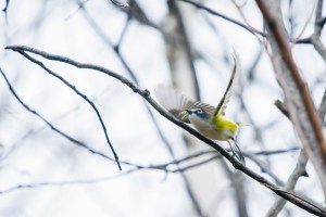 Viréo à tête bleue