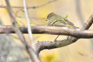 Roîtelet à couronne rubis