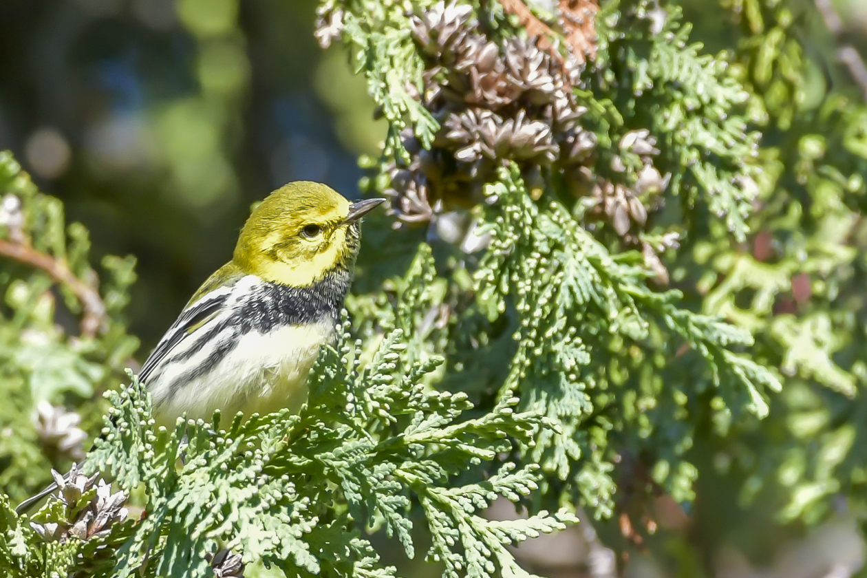 Paruline à gorge noire