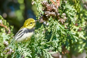 Paruline à gorge noire