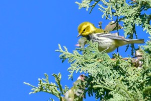 Paruline à gorge noire
