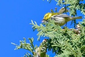 Paruline à gorge noire