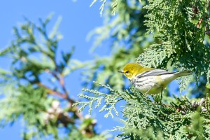 Paruline à gorge noire