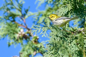 Paruline à gorge noire