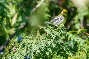 Paruline à gorge noire