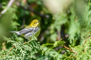 Paruline à gorge noire