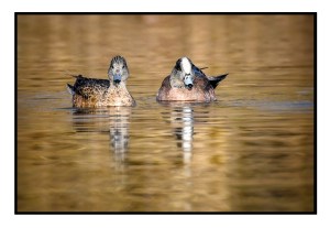 Canard d’Amérique