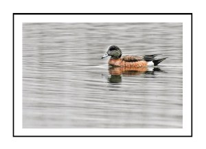 Canard d’Amérique